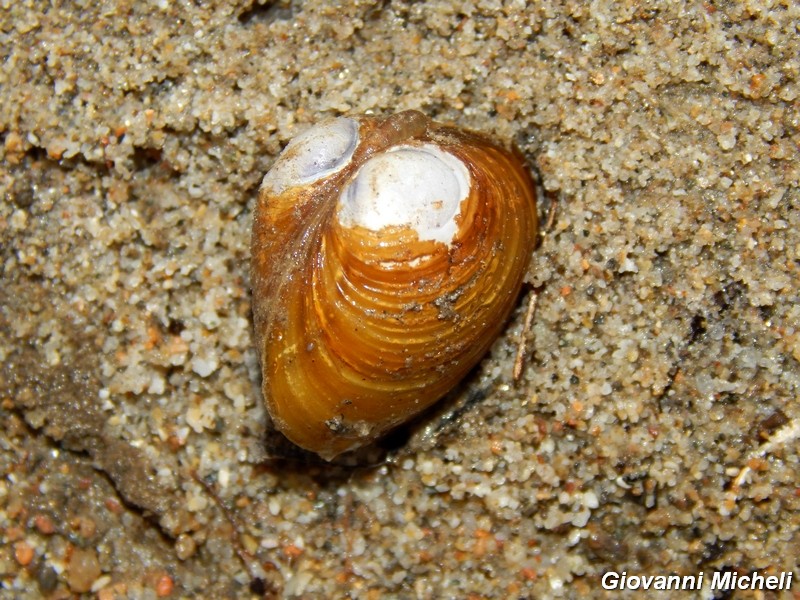 Mollusco da ID